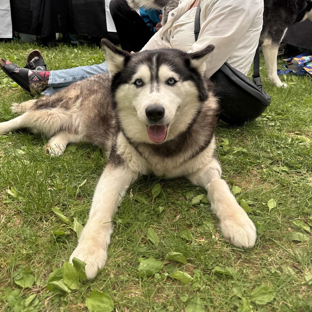 Vixen, Adoptable, Senior Female Husky.