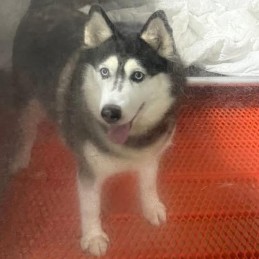 Vixen, Adoptable, Senior Female Husky.