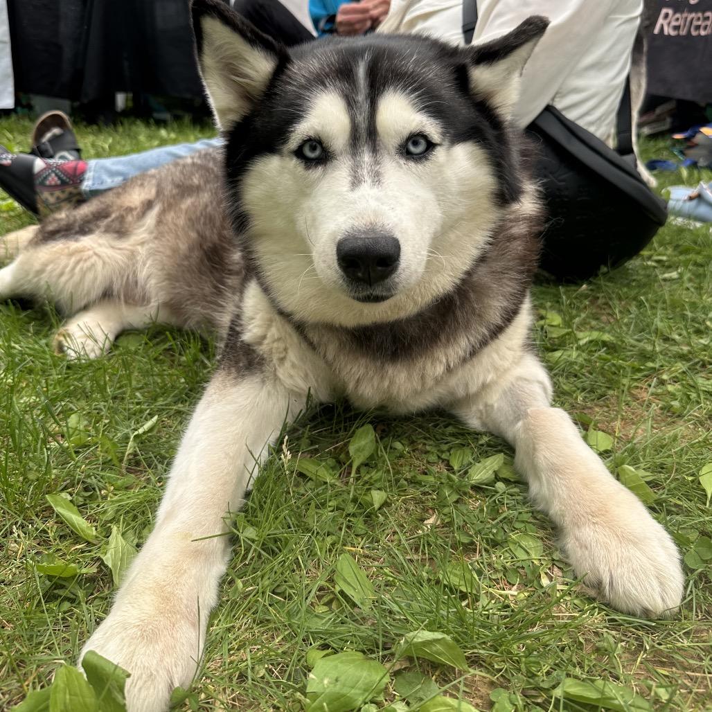 Vixen, a Adoptable Husky in West Chester, PA image 2/6