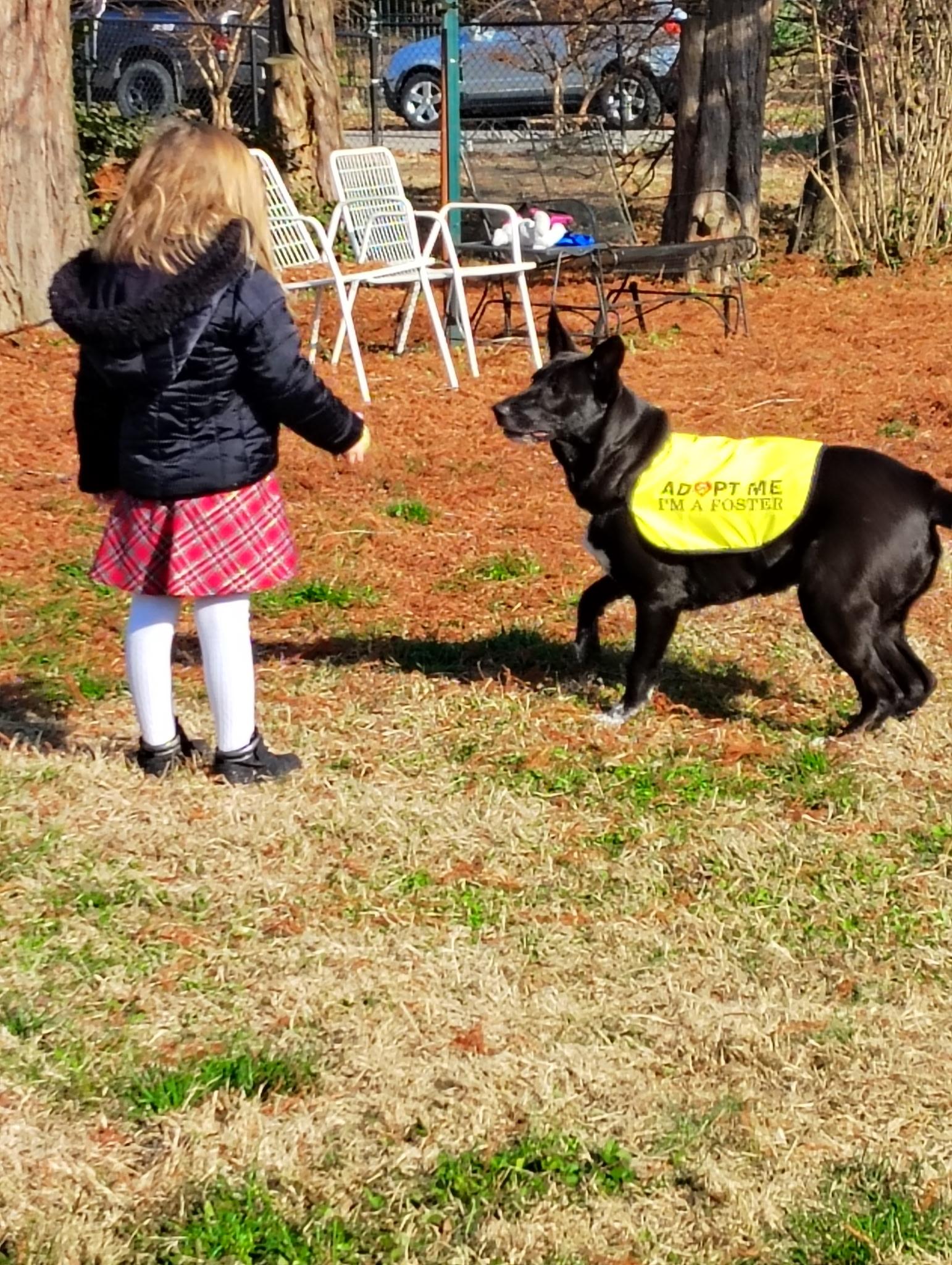 Enlarge Jessa, a Adoptable mixed breed in Evansville, IN image 5/6