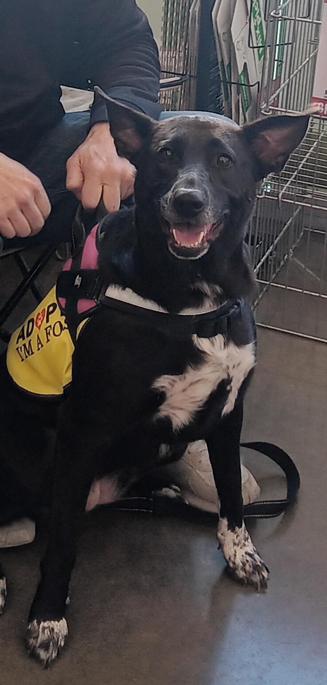 Enlarge Jessa, a Adoptable mixed breed in Evansville, IN image 3/6