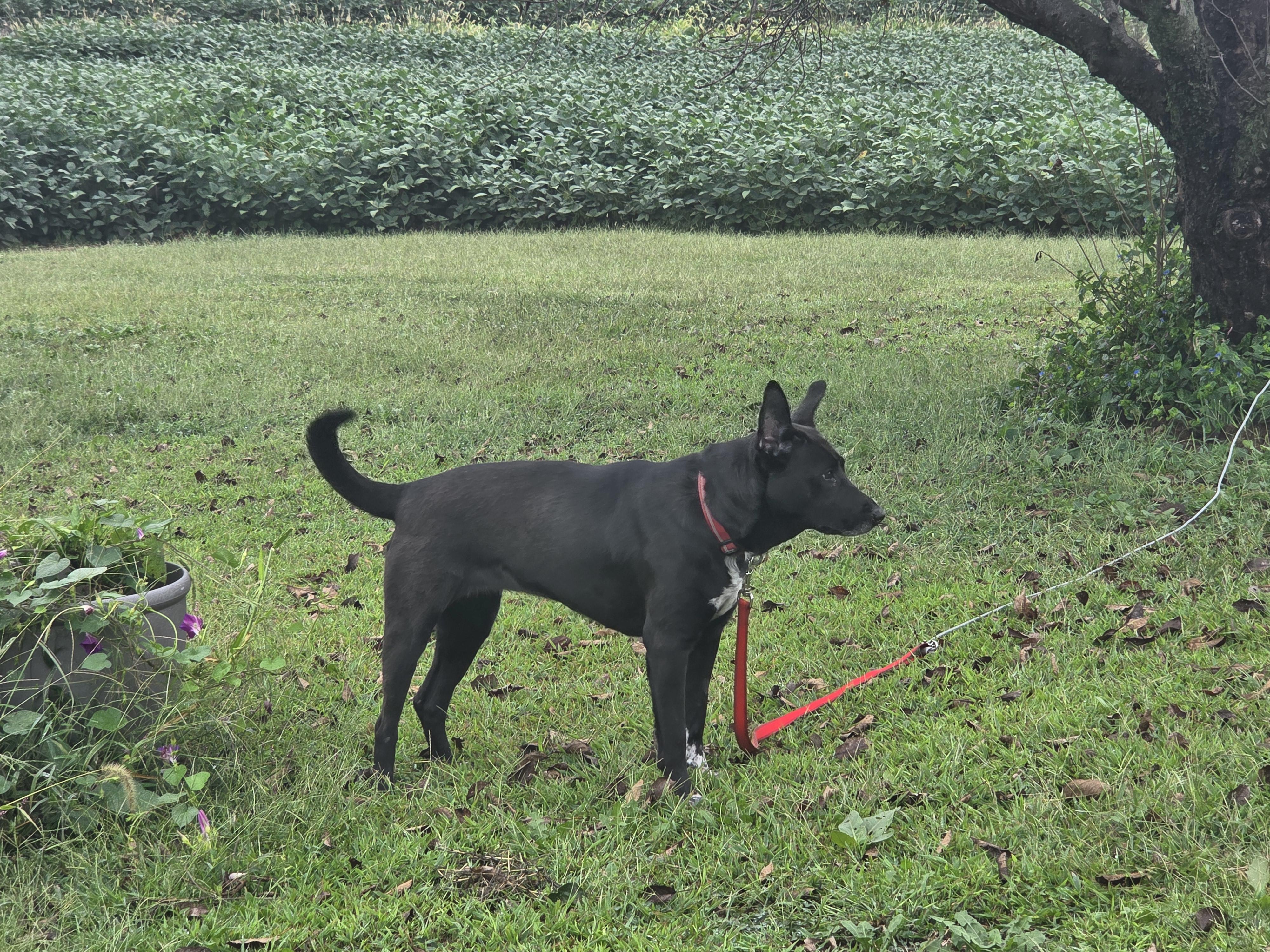 Jessa, Adoptable, Adult Female German Shepherd Dog & Black Labrador Retriever.