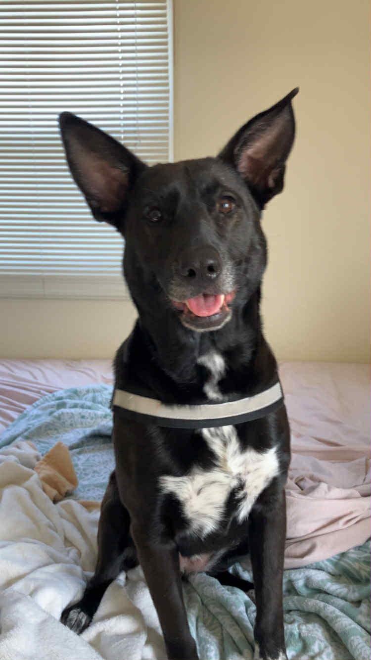 Enlarge Jessa, a Adoptable mixed breed in Evansville, IN image 1/6