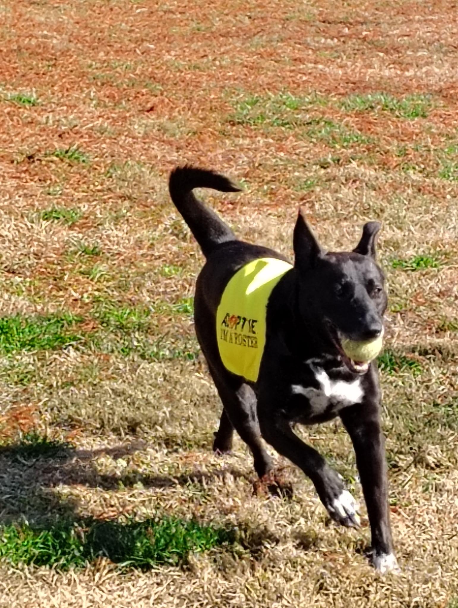 Enlarge Jessa, a Adoptable mixed breed in Evansville, IN image 6/6