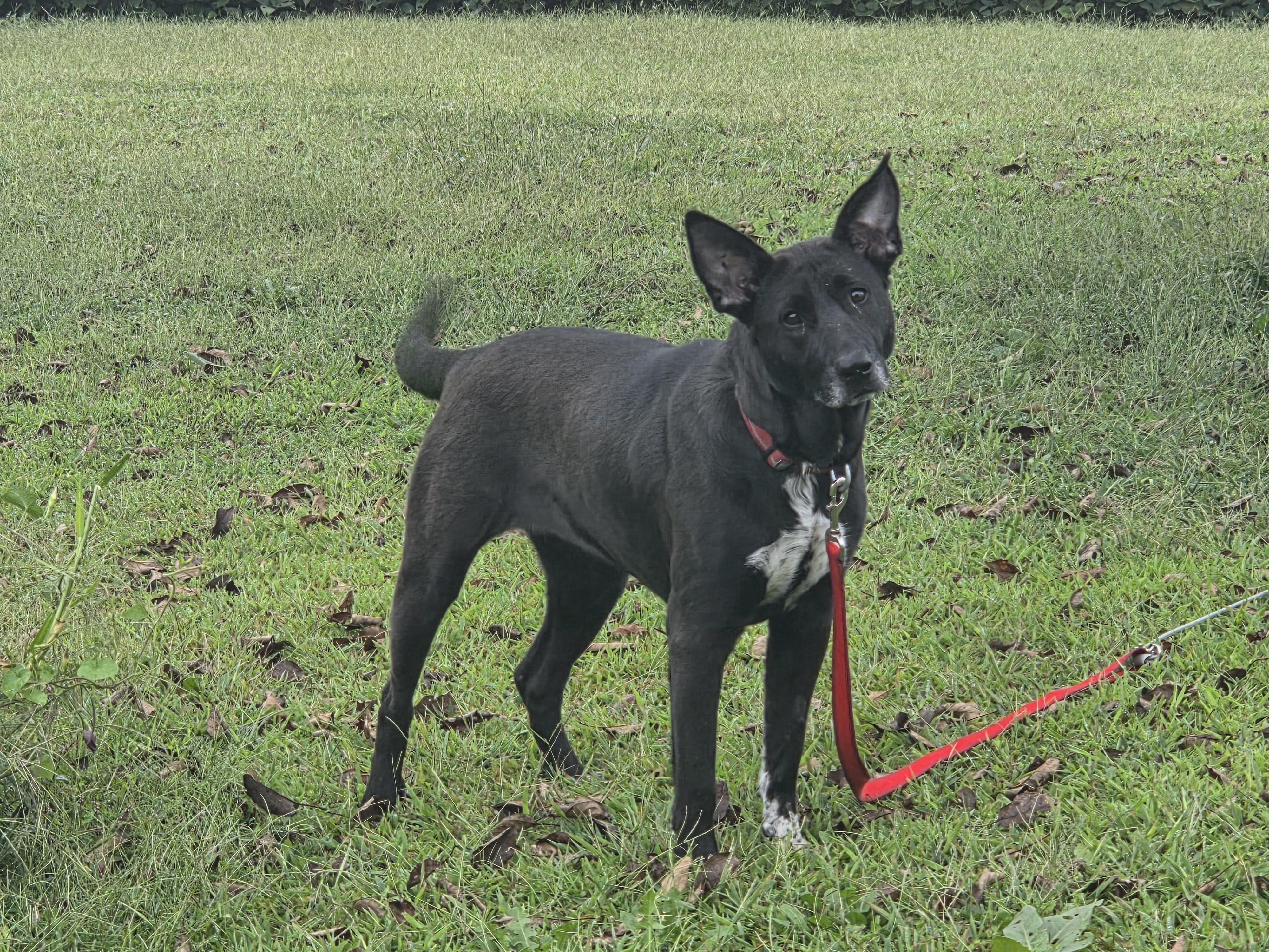 Enlarge Jessa, a Adoptable mixed breed in Evansville, IN image 2/2