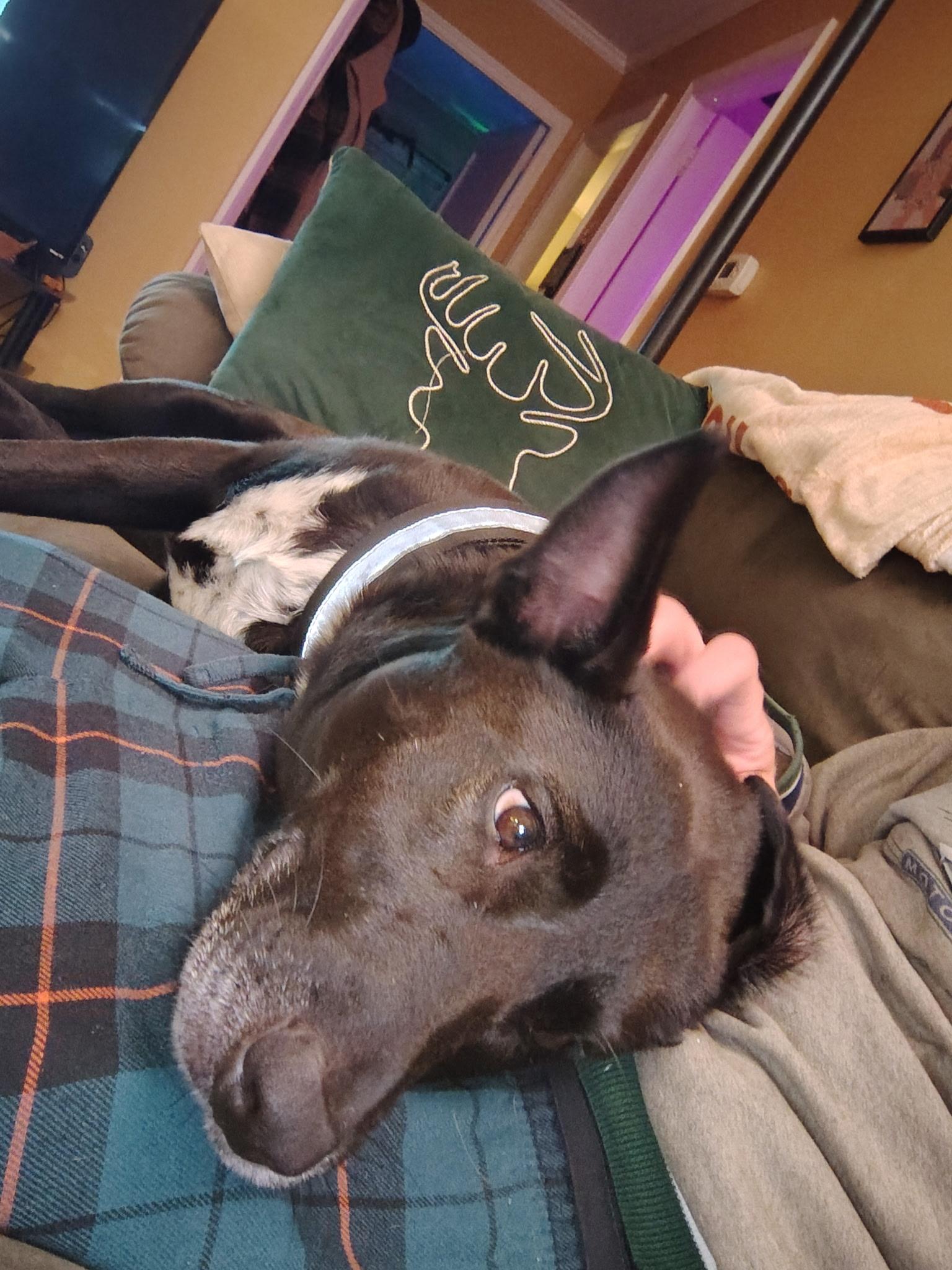 Enlarge Jessa, a Adoptable mixed breed in Evansville, IN image 4/6