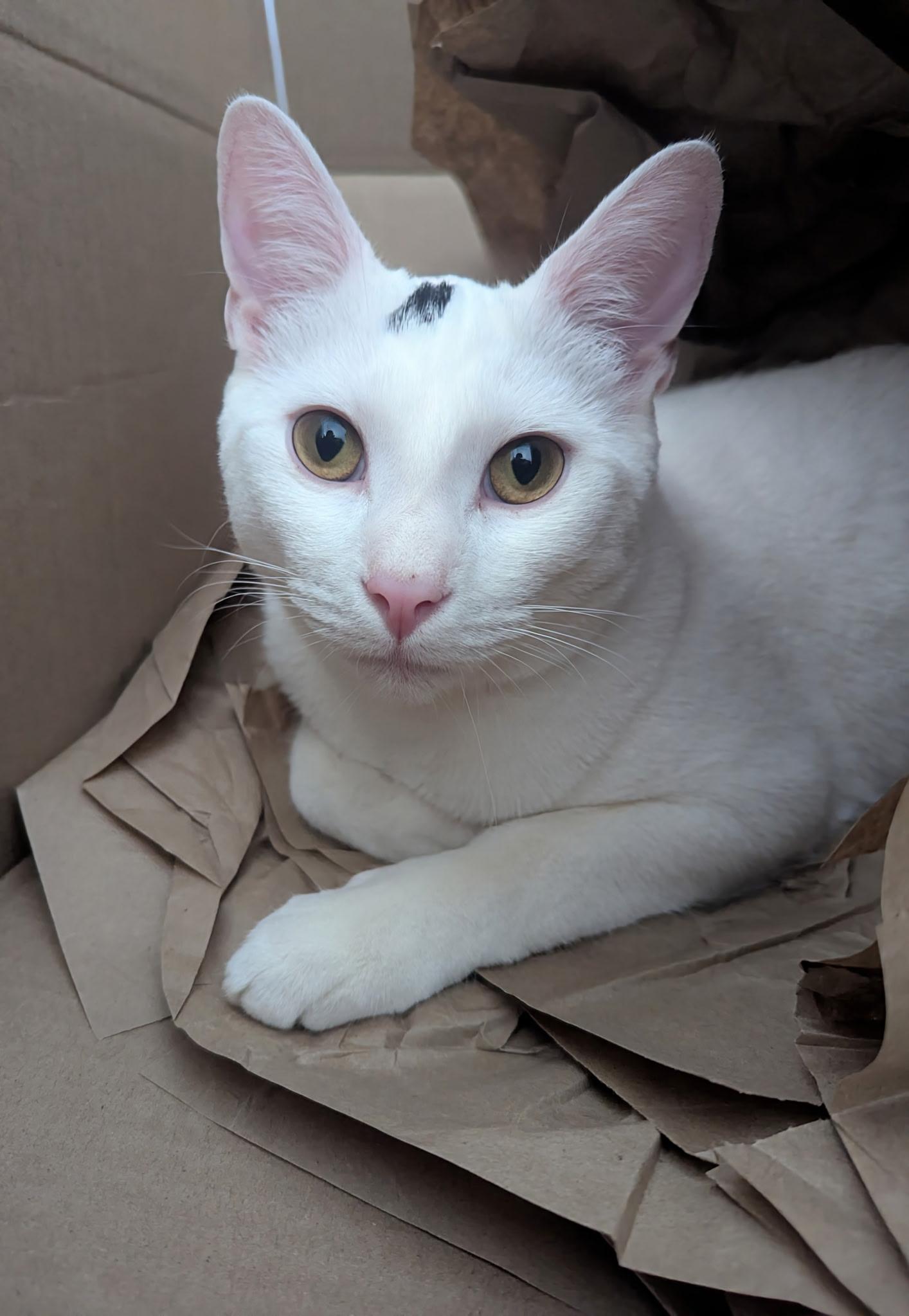 Queso, a Adoptable Domestic Short Hair in Jeffersonville, IN image 3/6