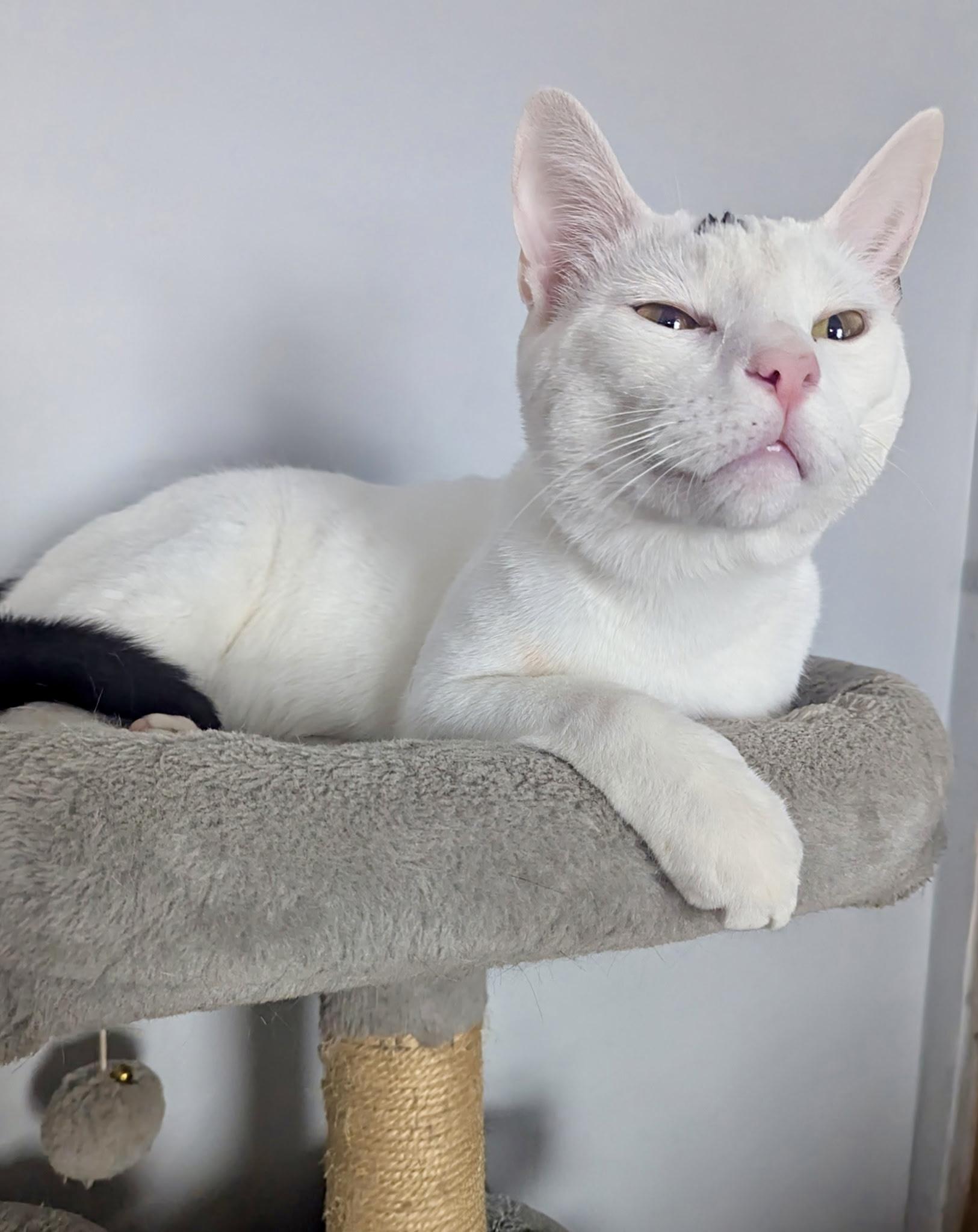 Enlarge Queso, a Adoptable Domestic Short Hair in Jeffersonville, IN image 2/3