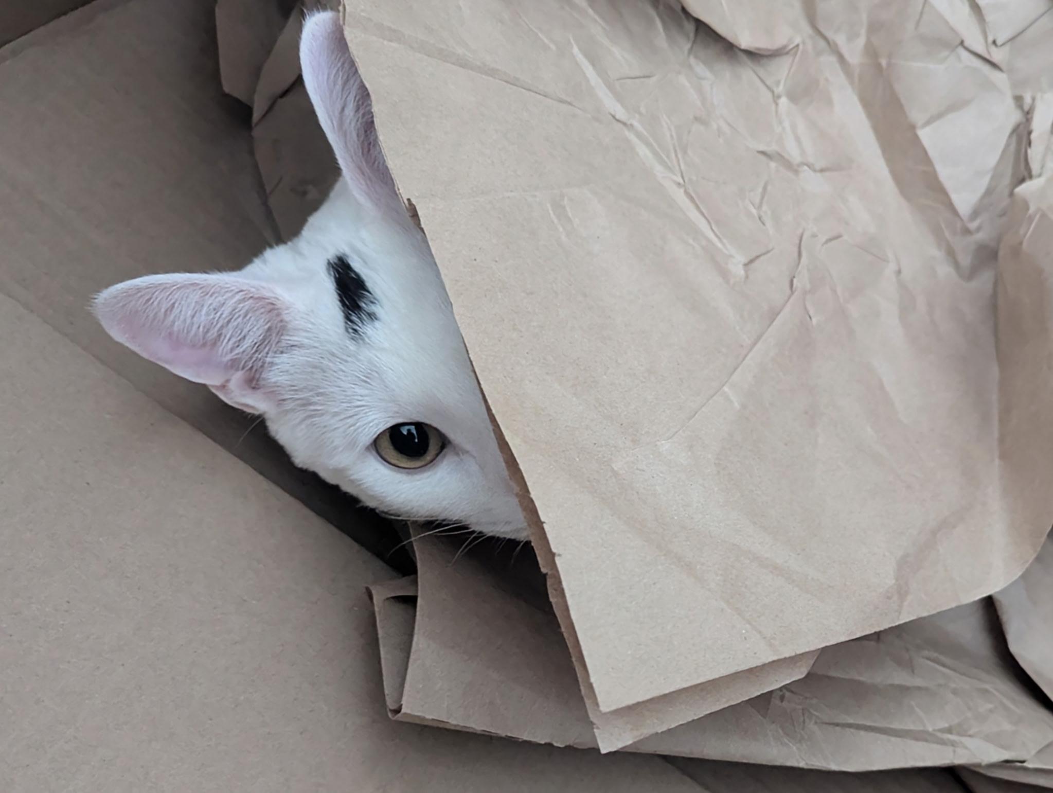 Queso, a Adoptable Domestic Short Hair in Jeffersonville, IN image 2/6