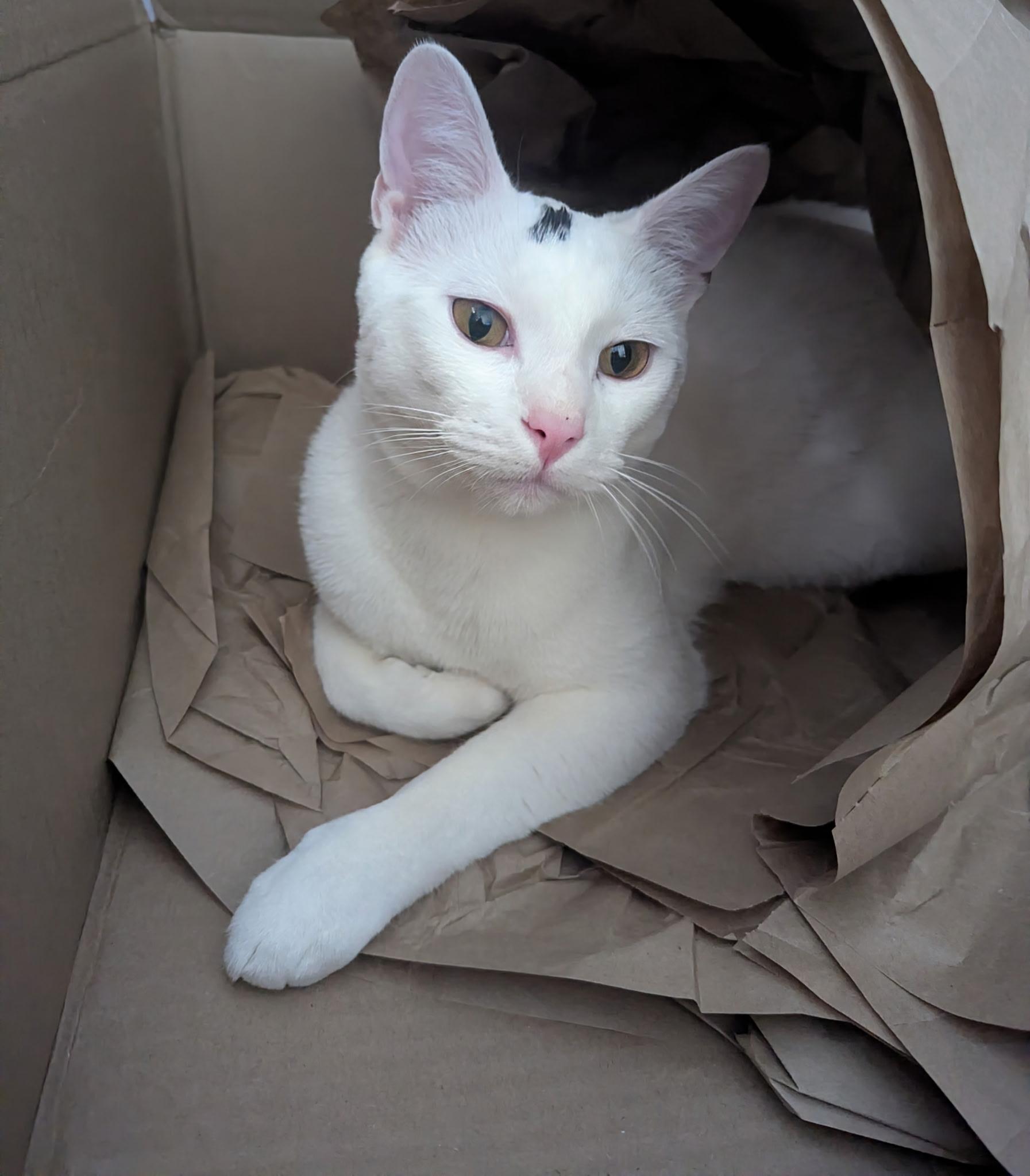 Queso, a Adoptable Domestic Short Hair in Jeffersonville, IN image 1/6