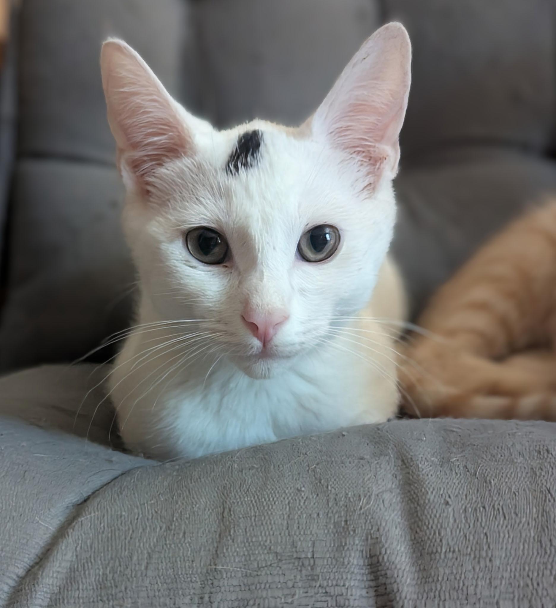 Enlarge Queso, a Adoptable Domestic Short Hair in Jeffersonville, IN image 1/1