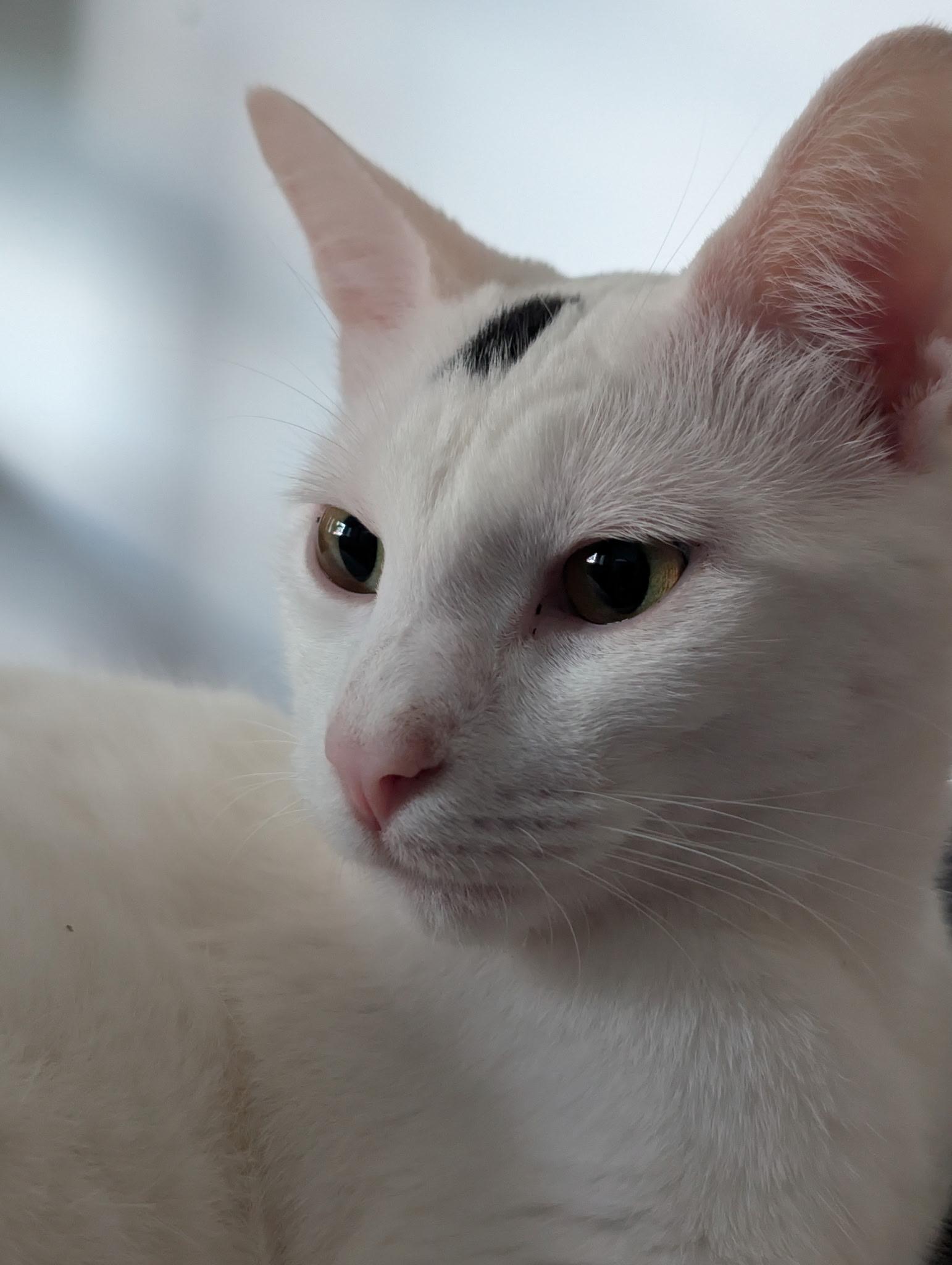Queso, Adoptable, Young Male Domestic Short Hair.