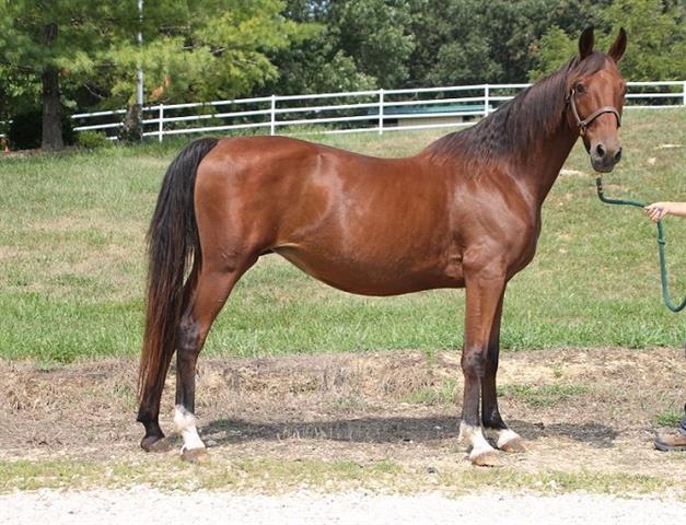 Enlarge TULIP, a Adoptable Saddlebred in Union, MO image 1/1