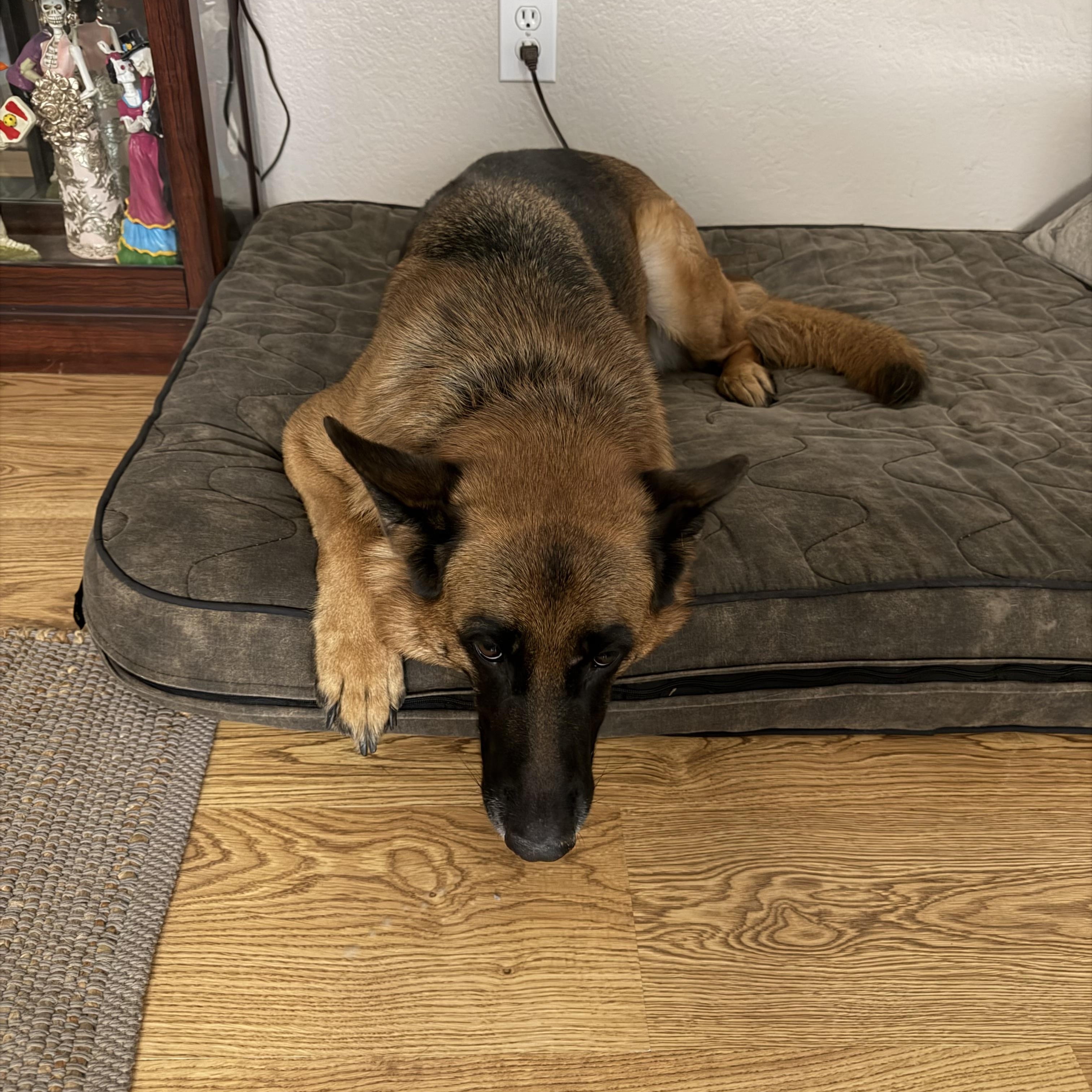 Mickie, adopted, Adult Female German Shepherd Dog.