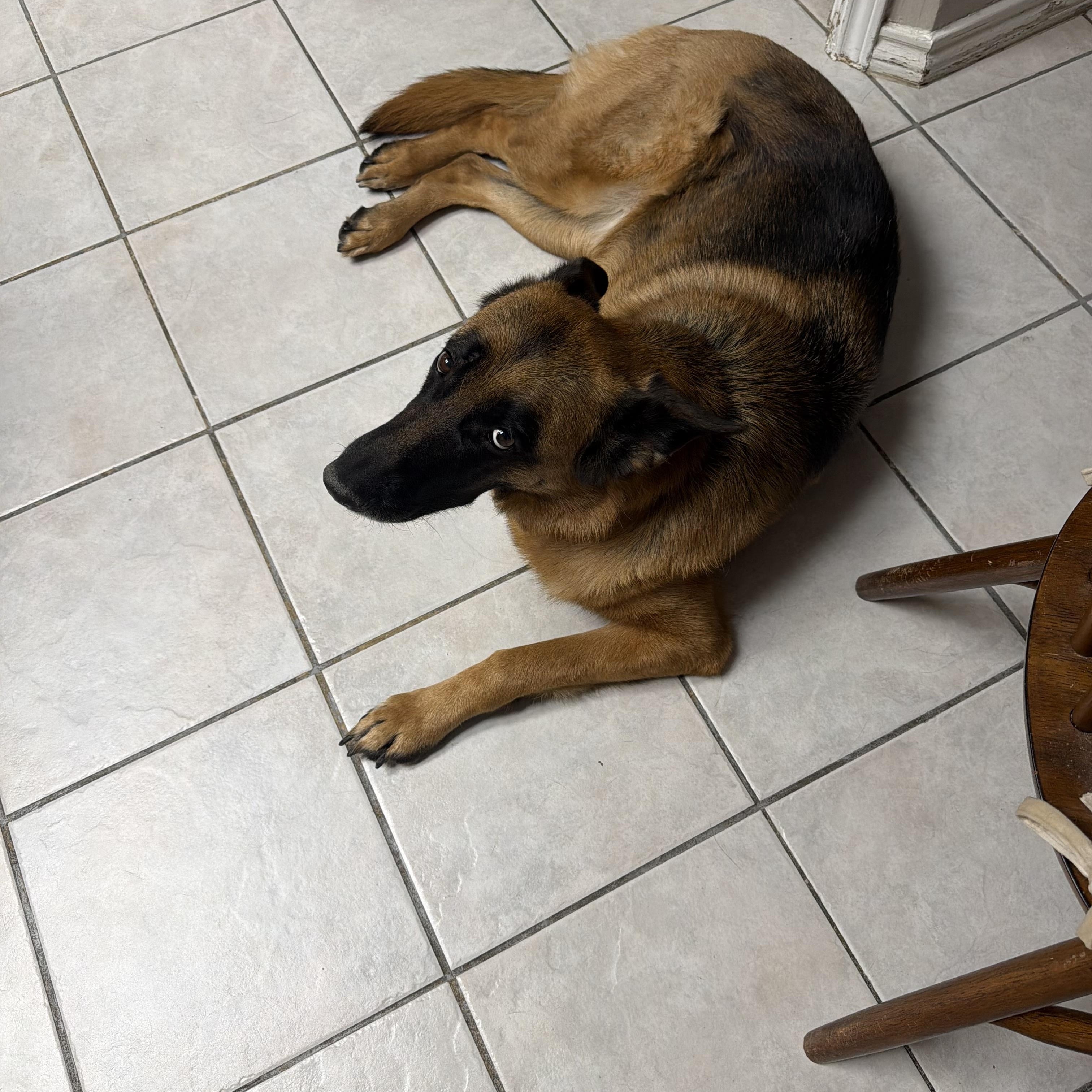 Enlarge Mickie, an adopted German Shepherd Dog in Plano, TX image 3/5
