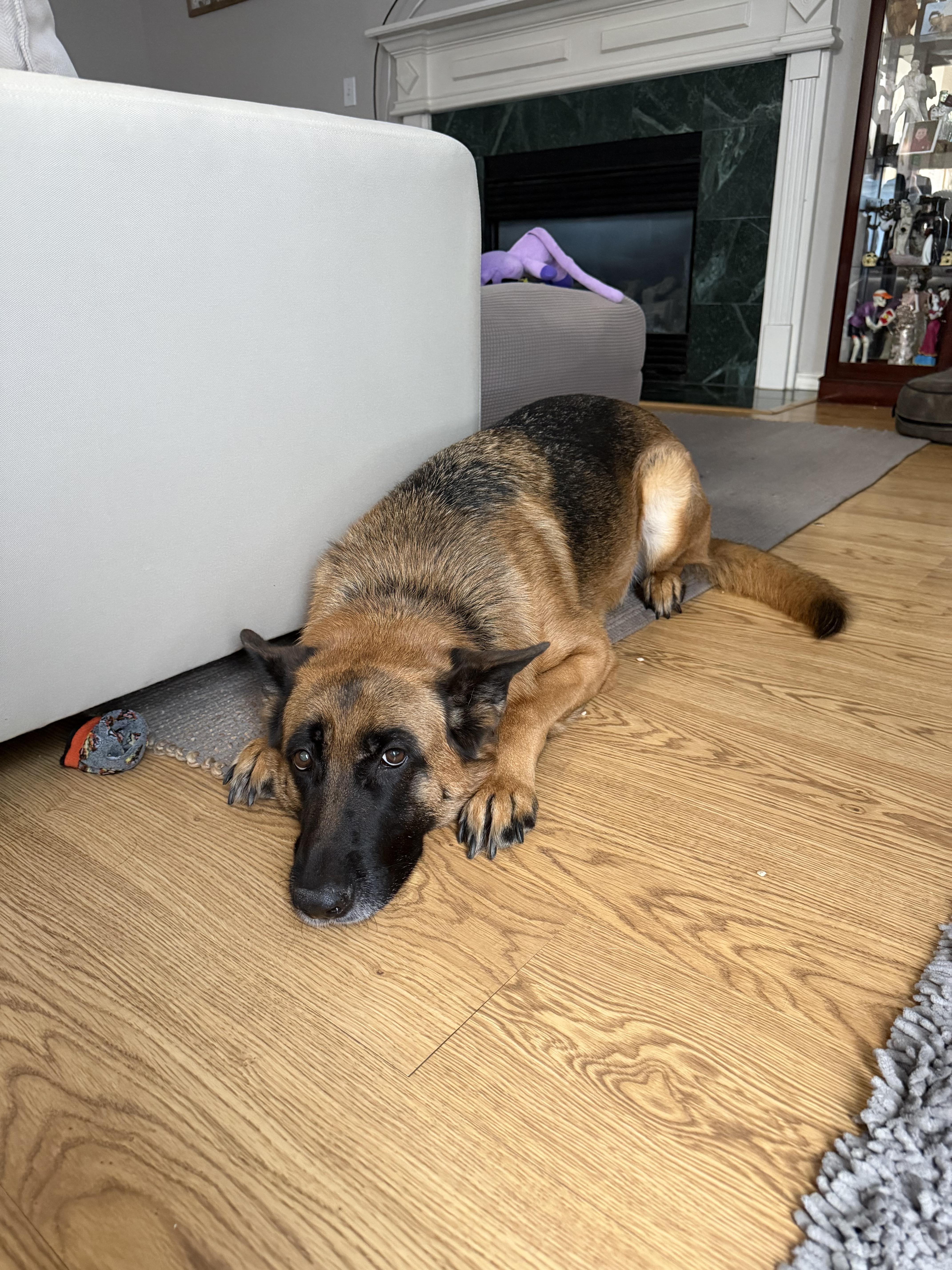 Enlarge Mickie, an adopted German Shepherd Dog in Plano, TX image 4/5