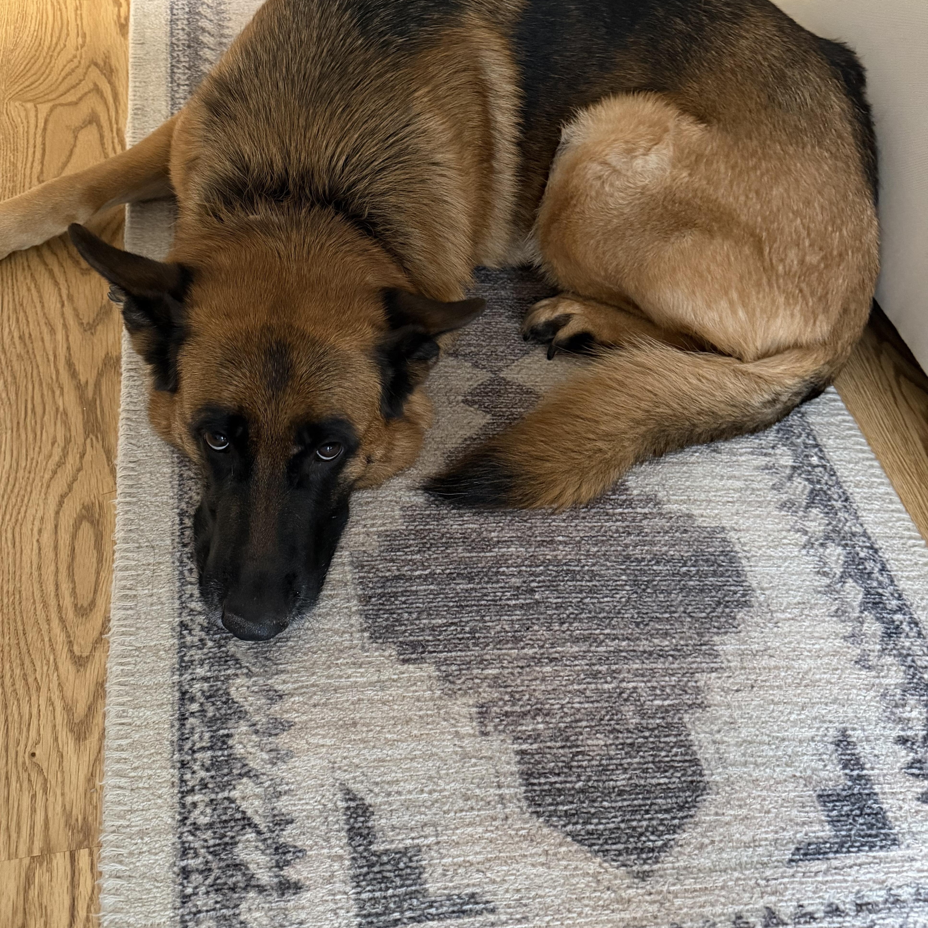 Enlarge Mickie, an adopted German Shepherd Dog in Plano, TX image 5/5