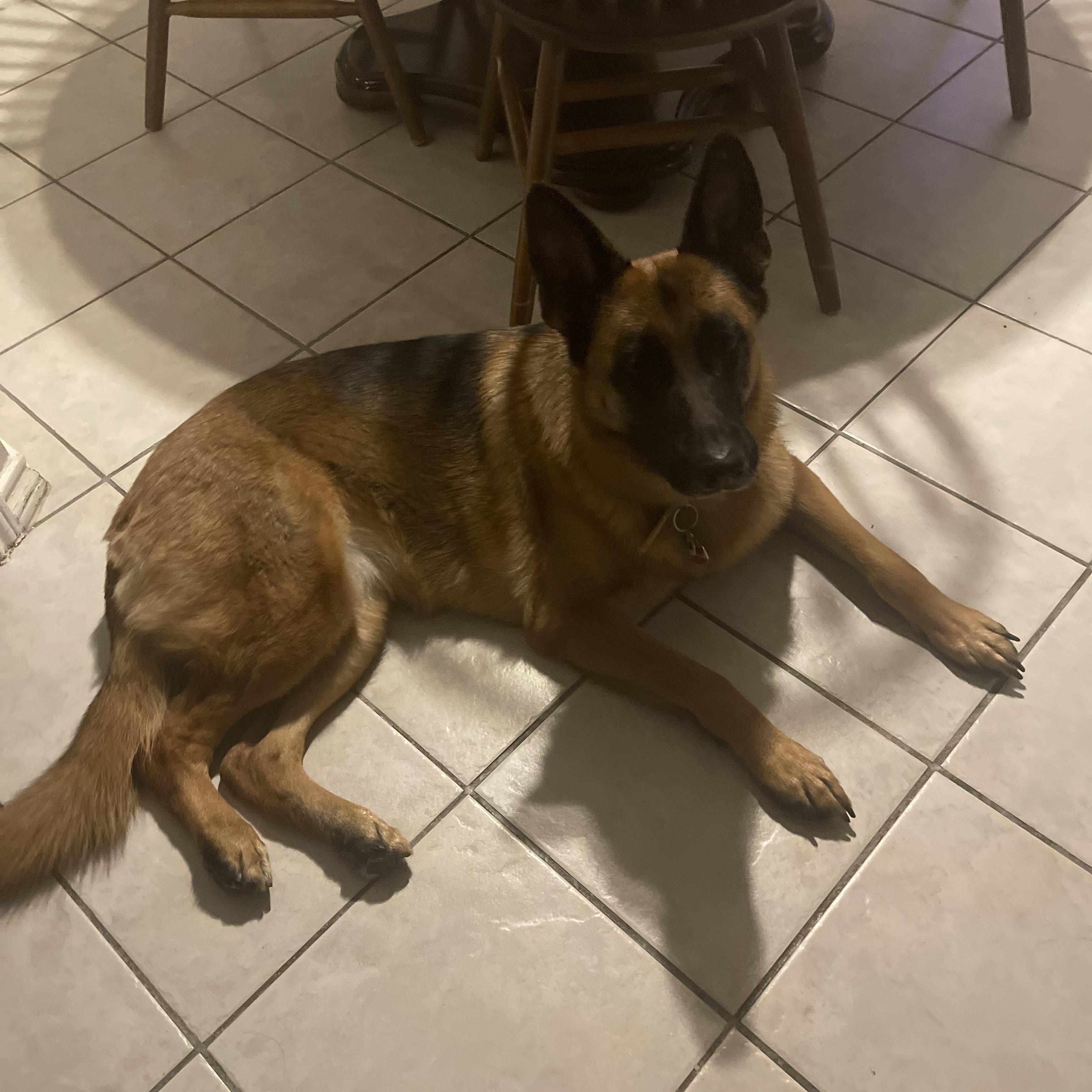 Enlarge Mickie, an adopted German Shepherd Dog in Plano, TX image 2/5