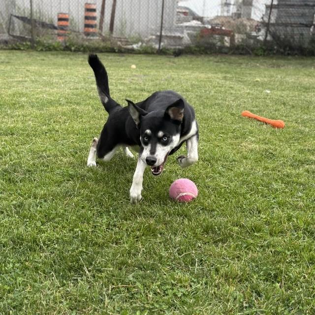 Enlarge Sasha, an adoptable mixed breed in Mississauga, ON image 2/5