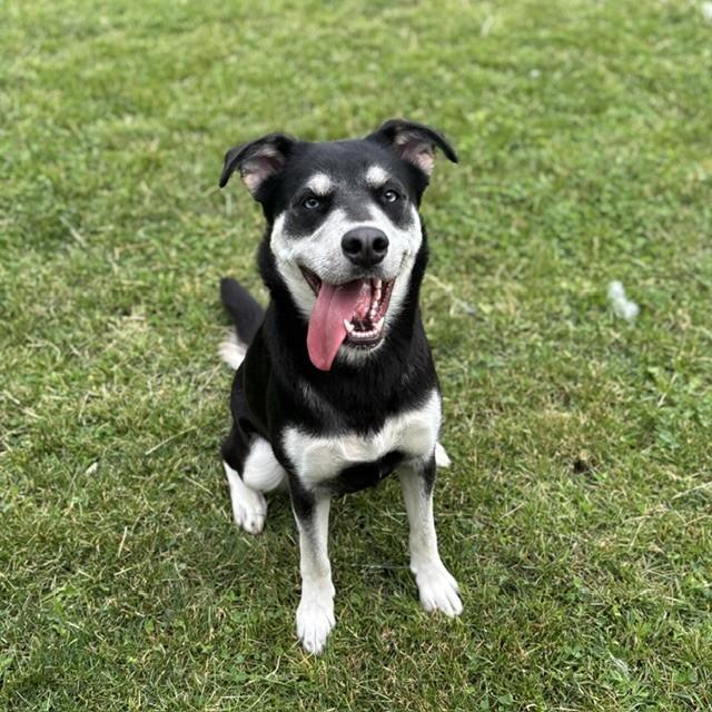Sasha, adoptable, Young Female German Shepherd Dog & Husky.
