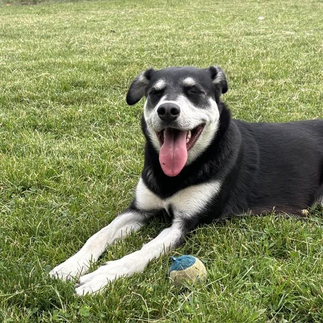 Enlarge Sasha, an adoptable mixed breed in Mississauga, ON image 3/5