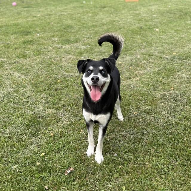 Enlarge Sasha, an adoptable mixed breed in Mississauga, ON image 5/5