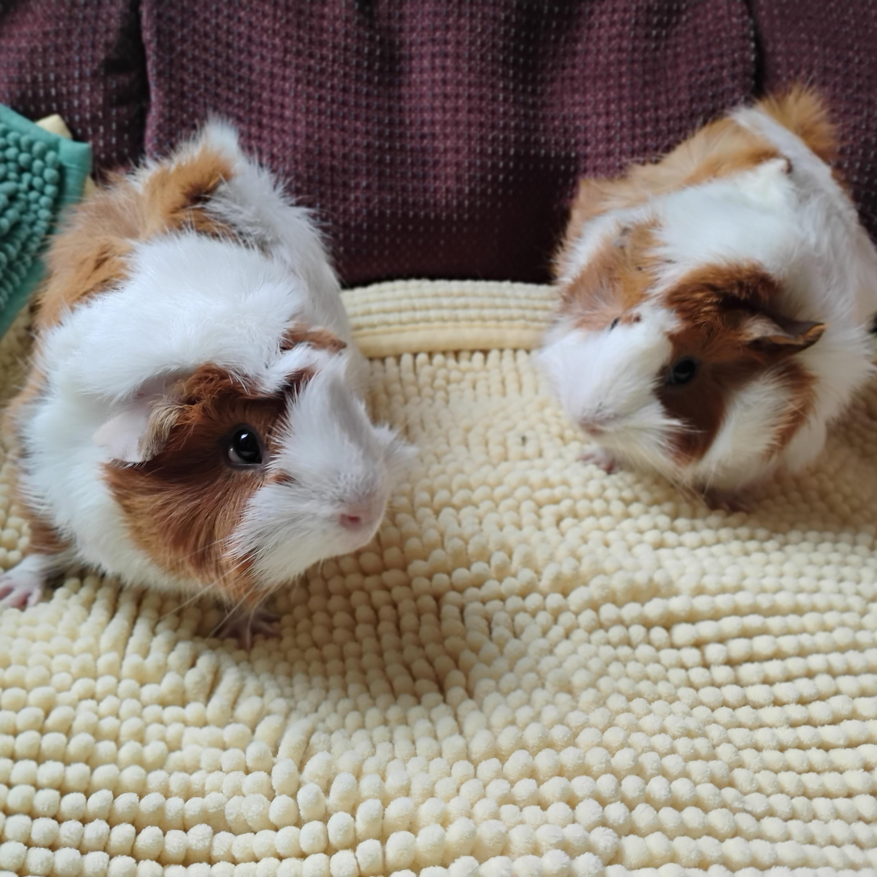 Lainy & Luna, ADOPTABLE, Young Female Abyssinian.