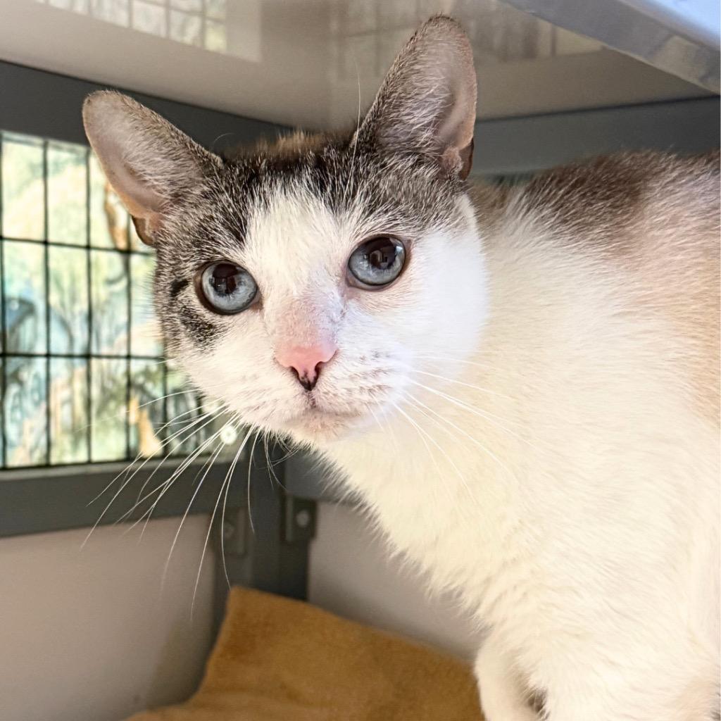 Tiki, Adoptable, Young Female Domestic Short Hair.