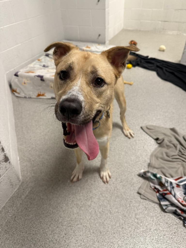 Clove, Adoptable, Young Male Husky & Pit Bull Terrier.