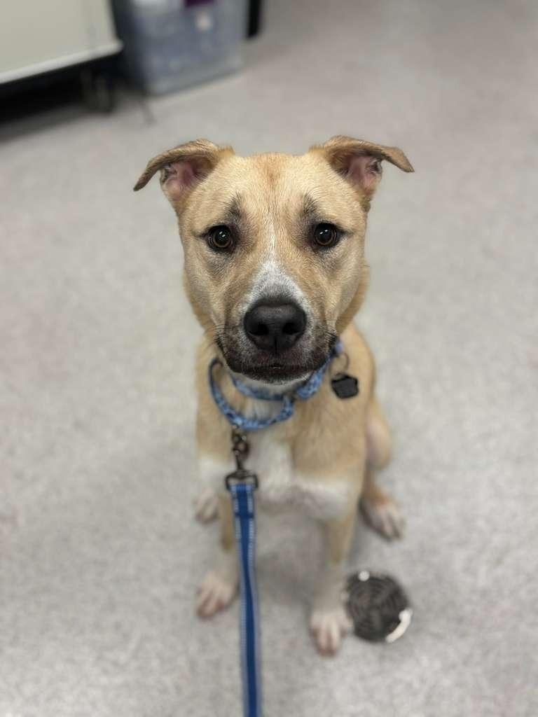 Enlarge Clove, a Adoptable mixed breed in Phoenix, AZ image 2/5