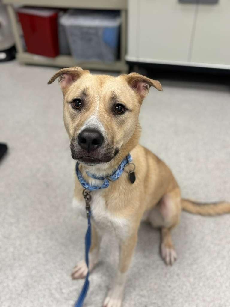 Enlarge Clove, a Adoptable mixed breed in Phoenix, AZ image 3/5