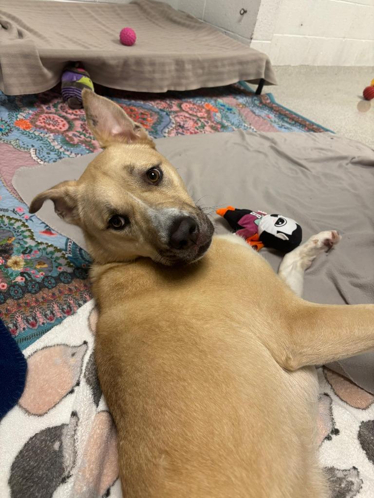 Enlarge Clove, a Adoptable mixed breed in Phoenix, AZ image 4/5