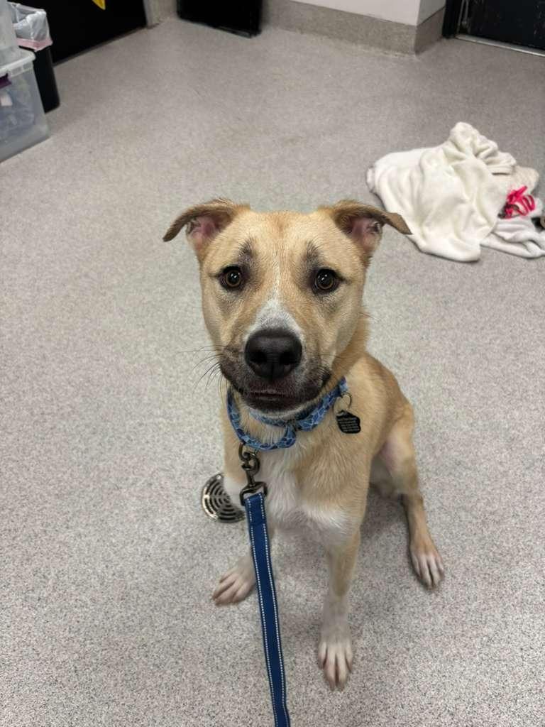 Enlarge Clove, a Adoptable mixed breed in Phoenix, AZ image 5/5