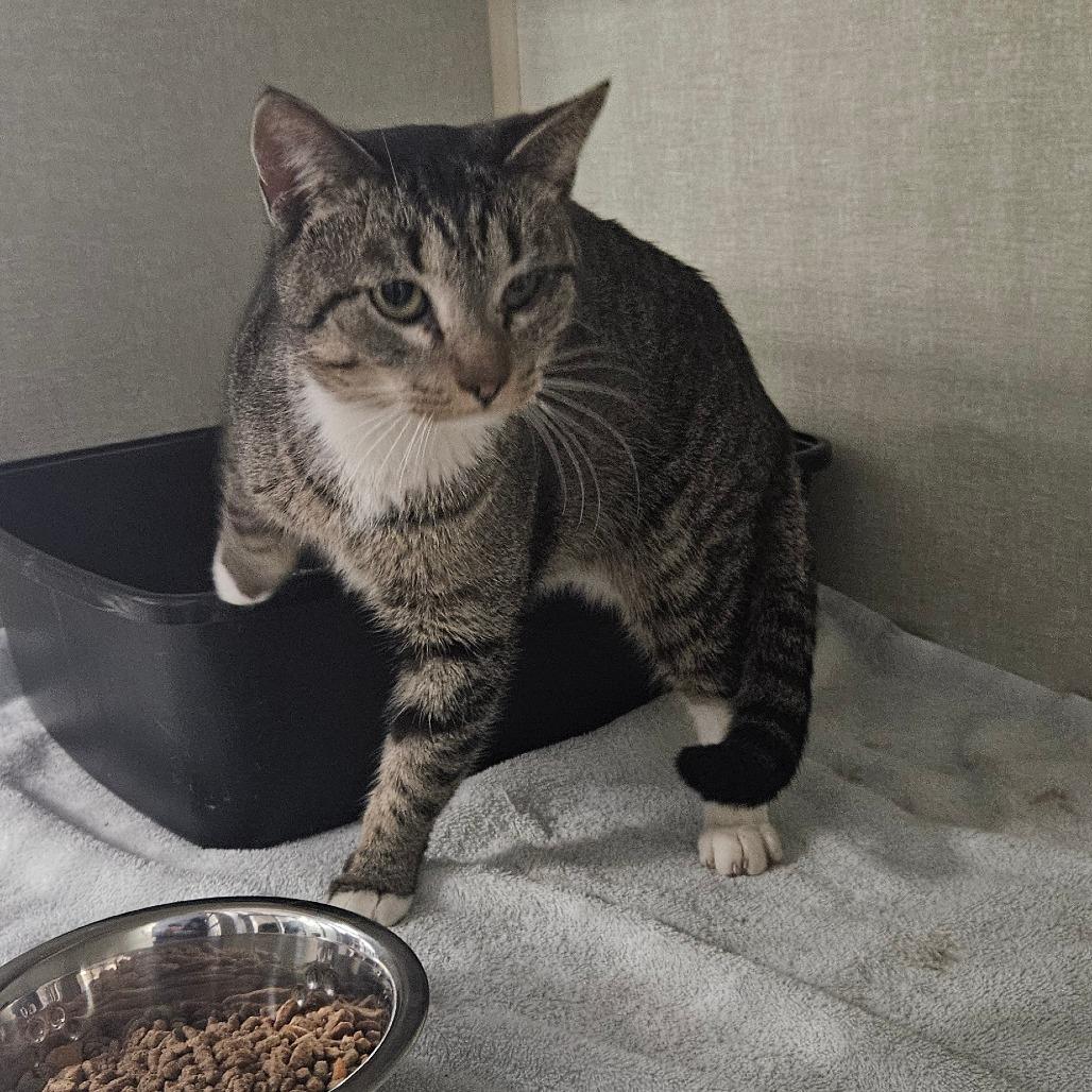 Enlarge Naveen, a Adoptable Domestic Short Hair in Independence, KS image 1/3