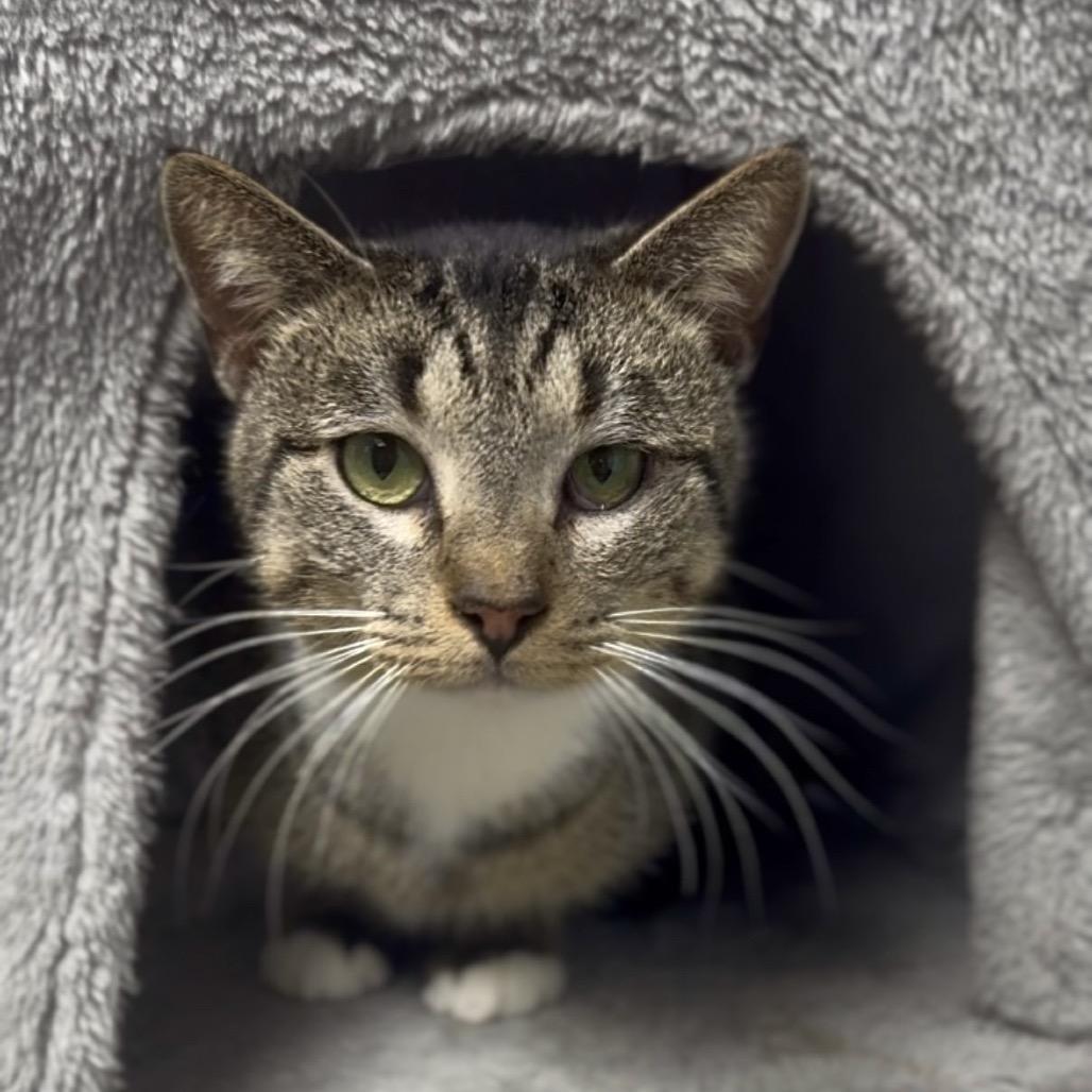 Enlarge Naveen, a Adoptable Domestic Short Hair in Independence, KS image 2/3