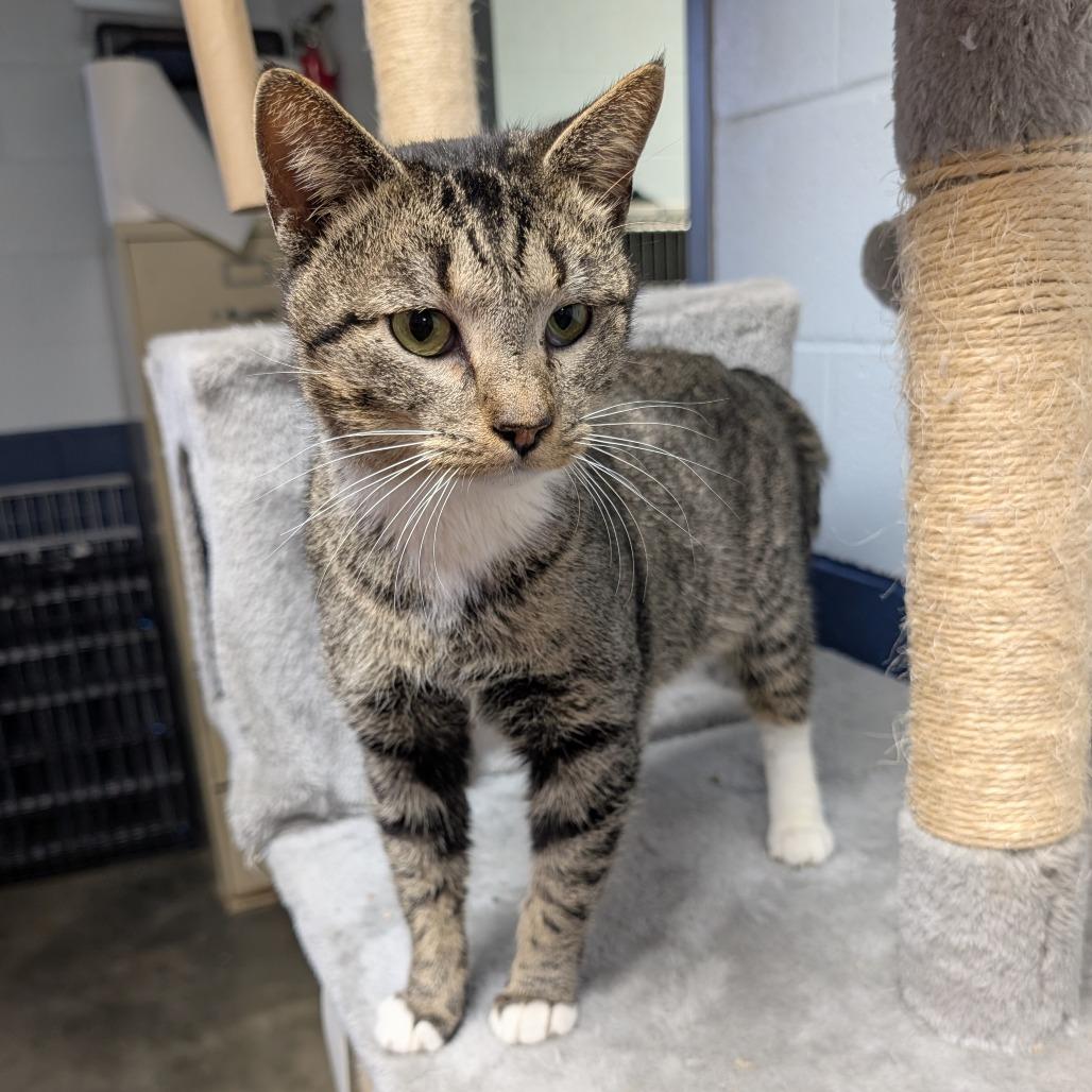 Enlarge Naveen, a Adoptable Domestic Short Hair in Independence, KS image 3/3