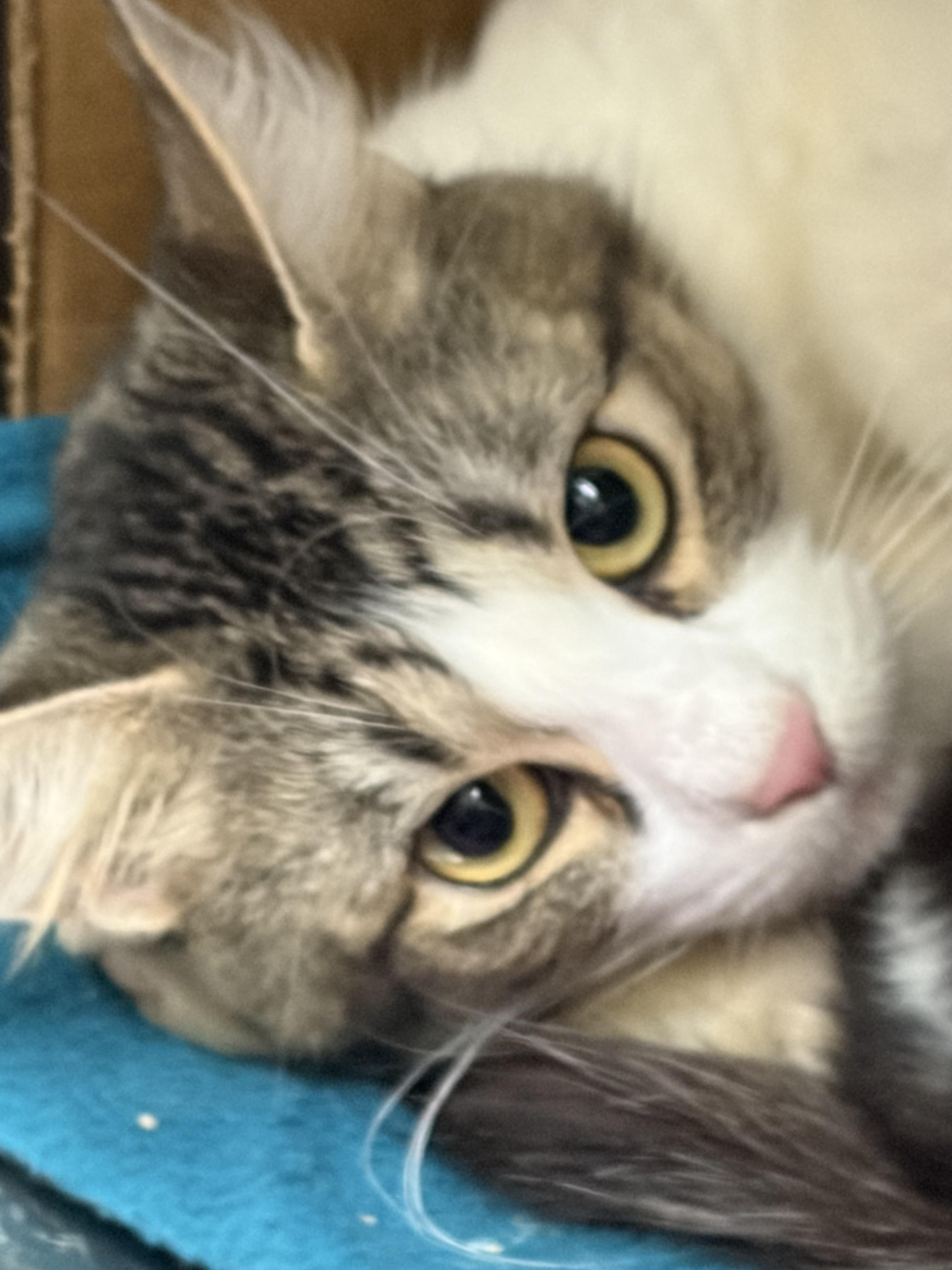 Jade, ADOPTABLE, Young Female American Shorthair.