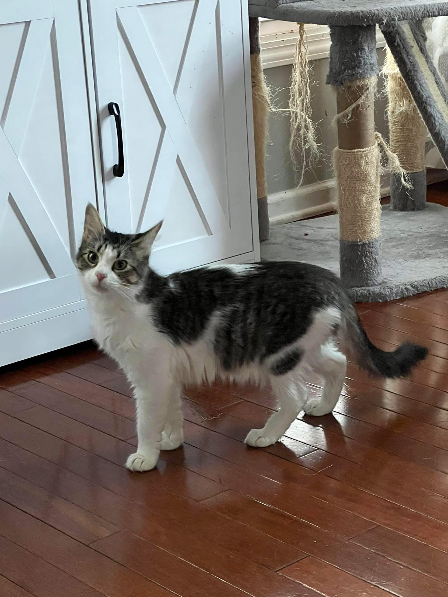 Enlarge Jade, a ADOPTABLE American Shorthair in Lyndhurst, OH image 2/3