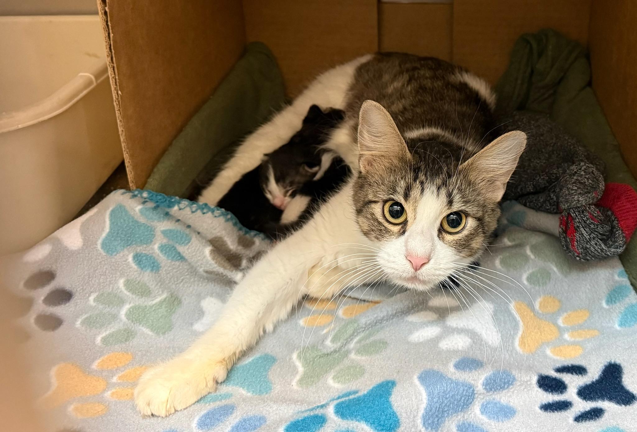 Jade, a ADOPTABLE American Shorthair in Lyndhurst, OH image 3/4