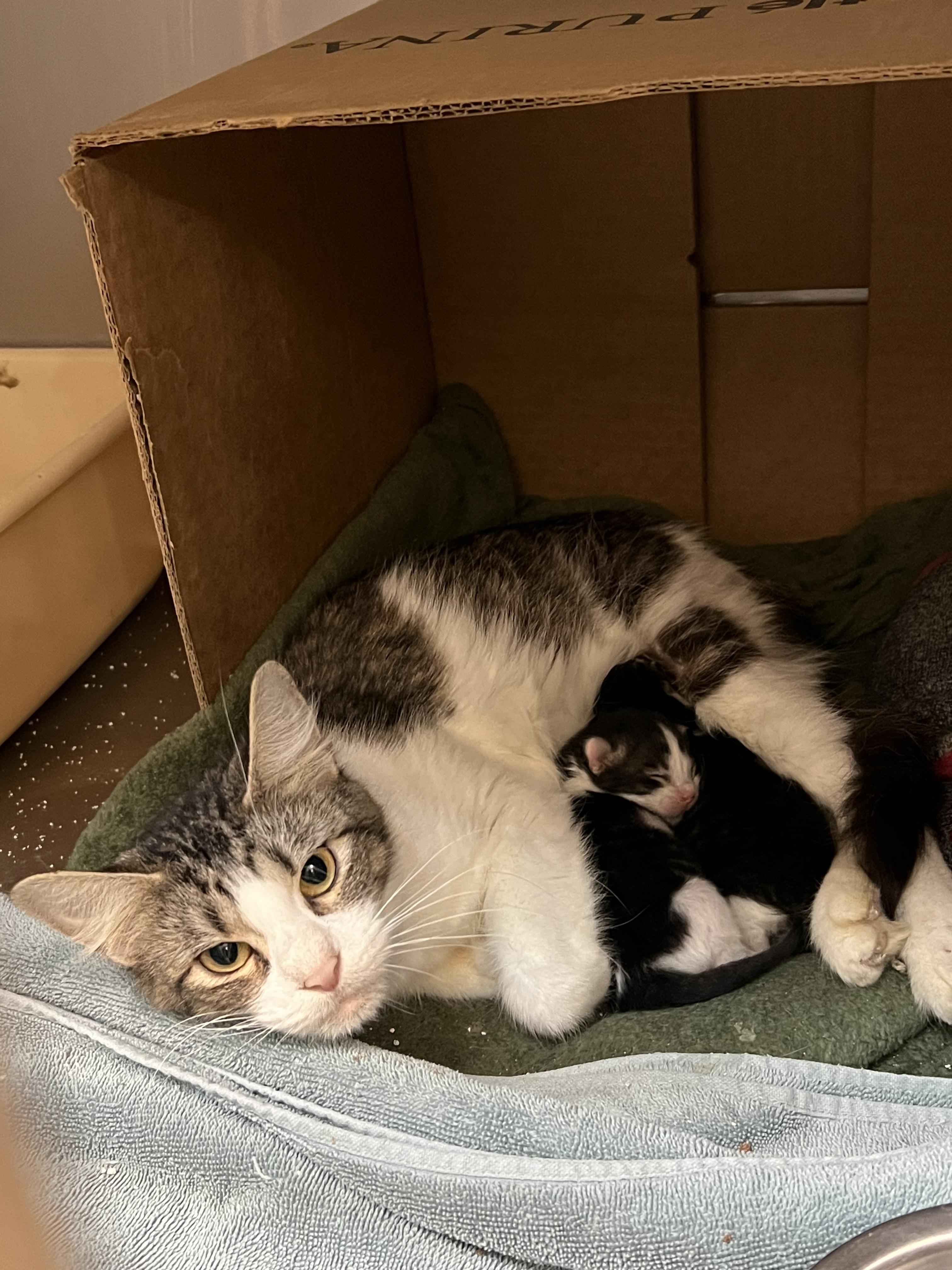 Jade, a ADOPTABLE American Shorthair in Lyndhurst, OH image 4/4