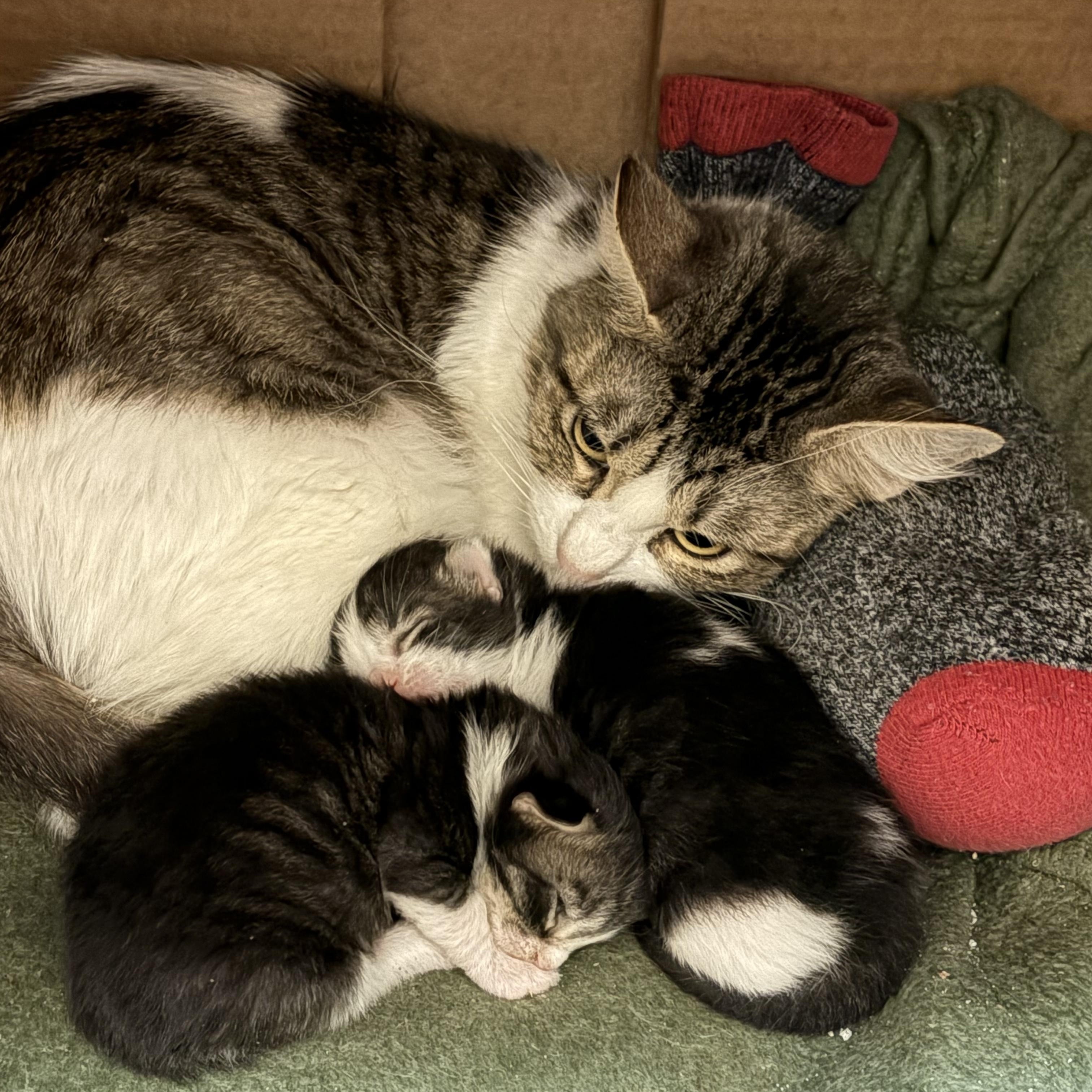 Jade, a ADOPTABLE American Shorthair in Lyndhurst, OH image 2/4