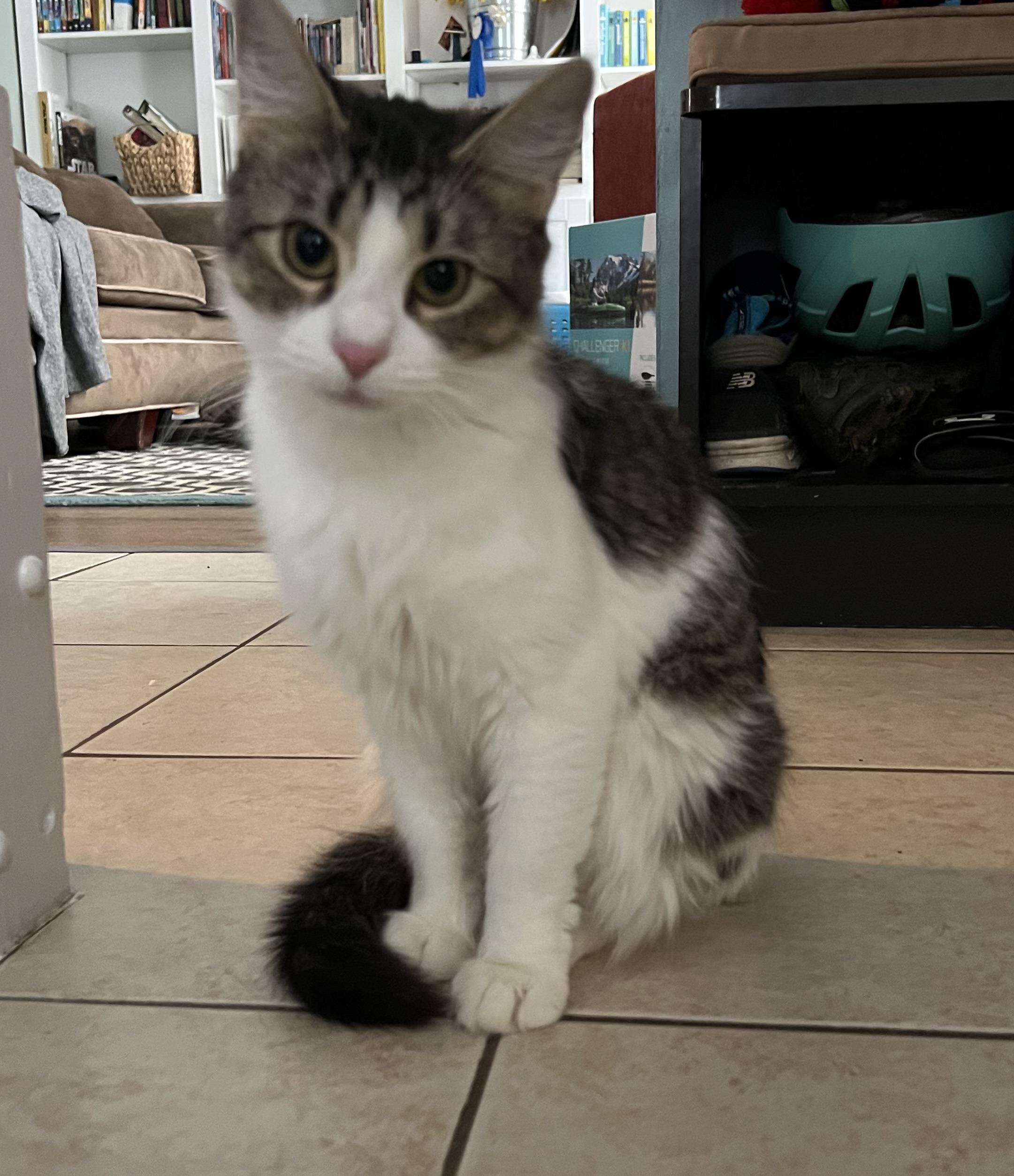 Enlarge Jade, a ADOPTABLE American Shorthair in Lyndhurst, OH image 1/3