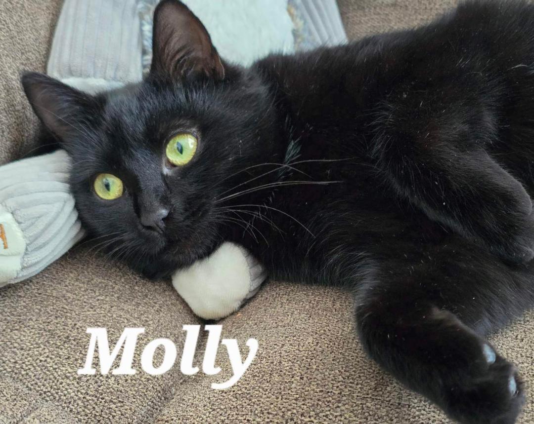 Molly, a ADOPTABLE Domestic Short Hair in Hamilton, ON image 4/4