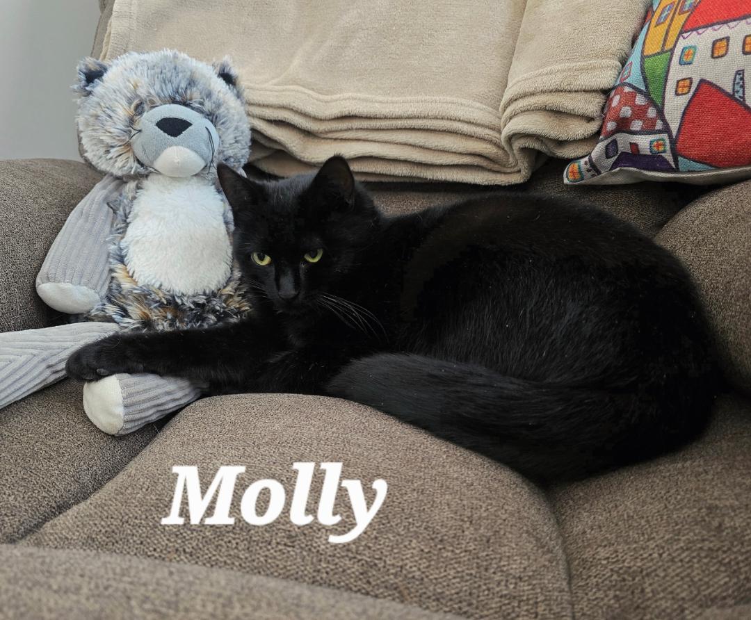 Molly, ADOPTABLE, Adult Female Domestic Short Hair.