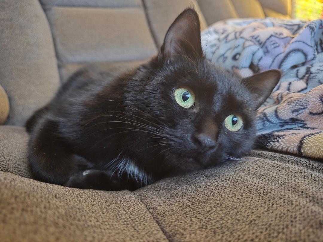 Molly, a ADOPTABLE Domestic Short Hair in Hamilton, ON image 3/4