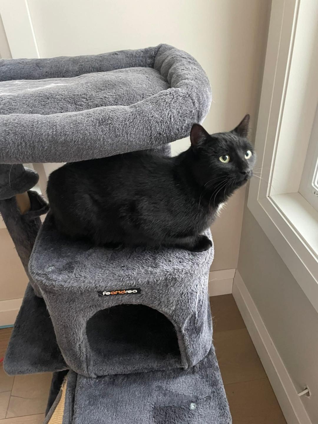 Molly, a ADOPTABLE Domestic Short Hair in Hamilton, ON image 2/4