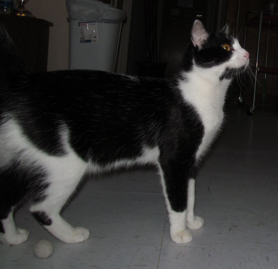 PETEY, an adoptable Domestic Short Hair, Tuxedo in Crystal River, FL, 34429 | Photo Image 2