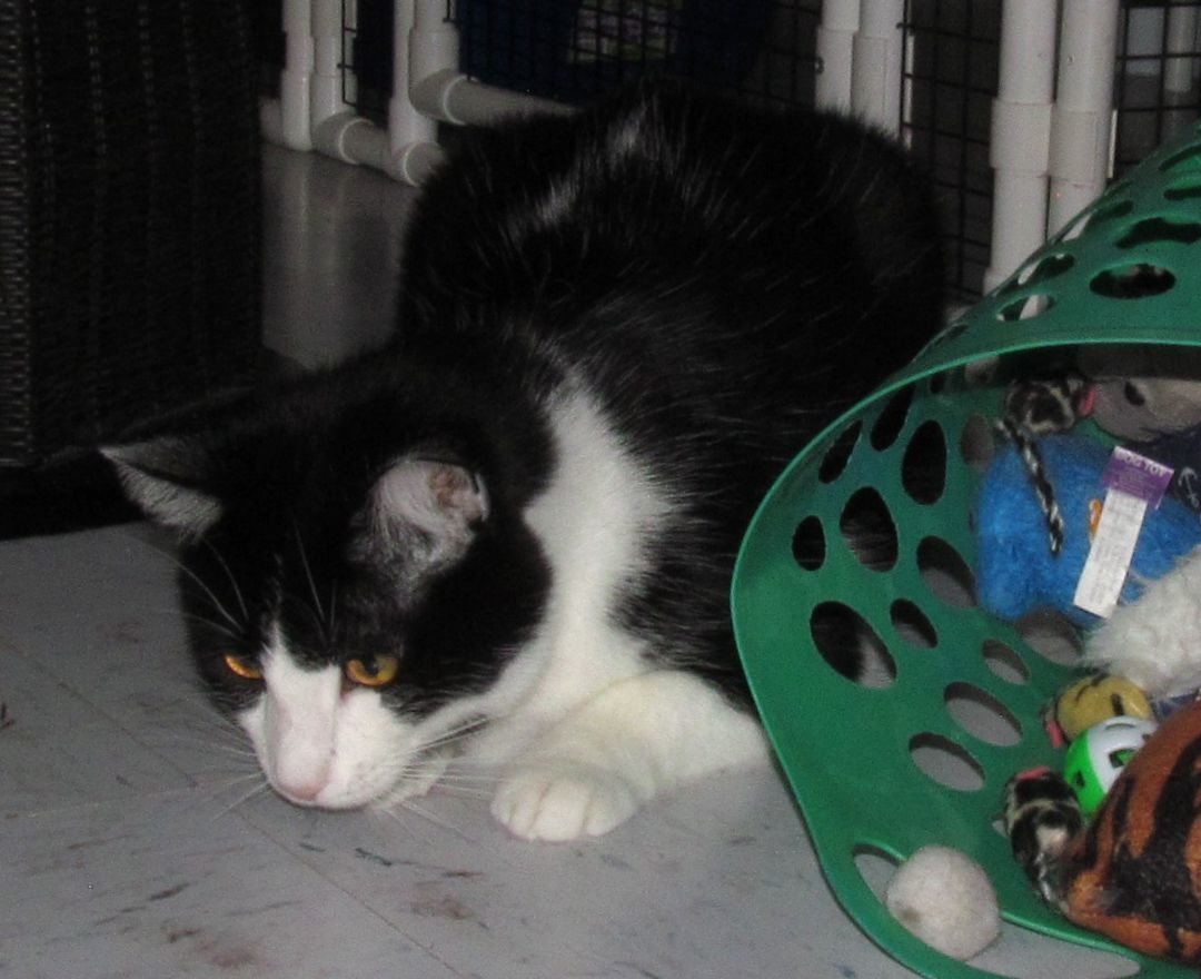 PETEY, an adoptable Domestic Short Hair, Tuxedo in Crystal River, FL, 34429 | Photo Image 3