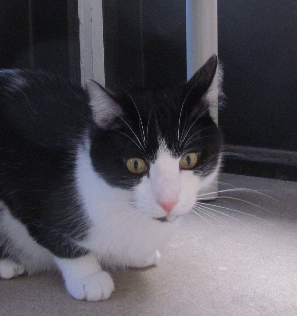 PETEY, an adoptable Domestic Short Hair, Tuxedo in Crystal River, FL, 34429 | Photo Image 4