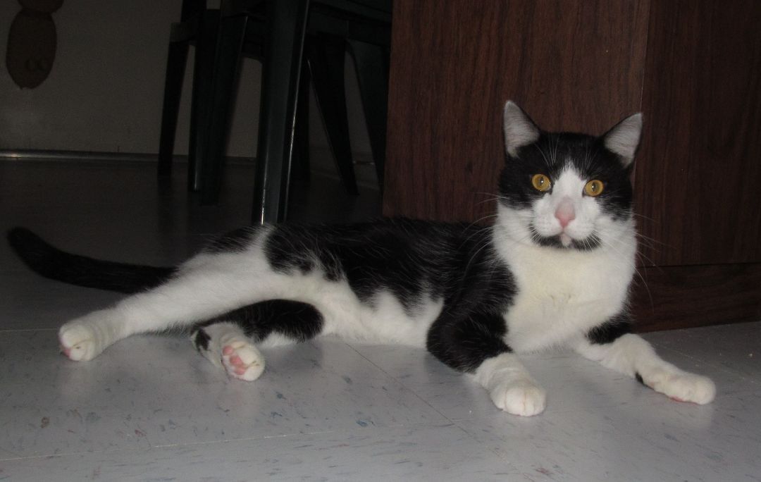 PETEY, an adoptable Domestic Short Hair, Tuxedo in Crystal River, FL, 34429 | Photo Image 5